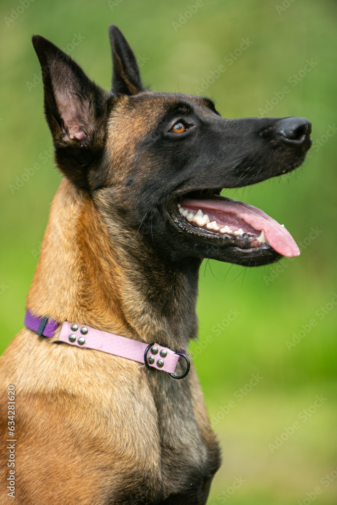 Belgian Shepherd puppy Belgian Shepherd puppy