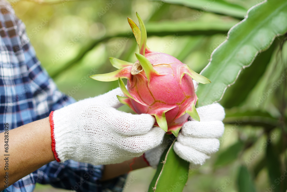 Φωτογραφία Close up farmer hands wears white gloves, picking, harvesting dragon fruits in garden