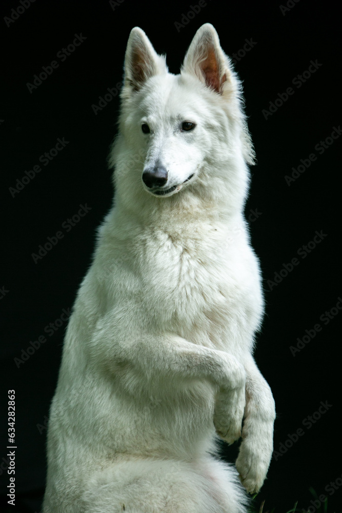 portrait of a white Swiss Shepherd dog on a black background portrait of a white Swiss Shepherd dog on a black background