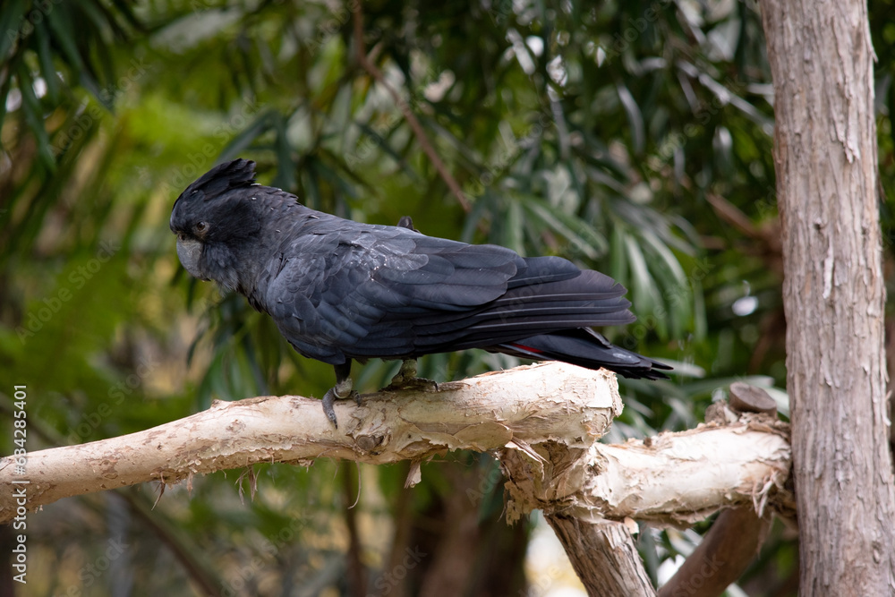 Male Red-tailed Black Cockatoos are black with two vibrant red stripes in the tail. They also have a very full crest and a black bill. Male Red-tailed Black Cockatoos are black with two vibrant red stripes in the tail. They also have a very full crest and a black bill.