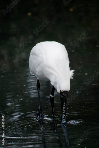 the royal spoonbill is standing in a lake looking for food