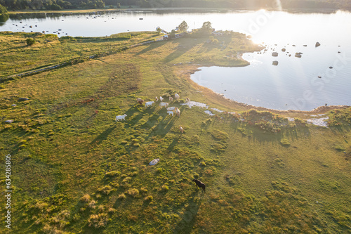 Aerial view of cow pasture, cows grazing by the sea. Beautiful landscape at sunset.