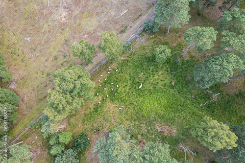 Aerial view of sheep pasture, sheep grazing in the forest, view from above