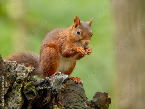 Ecureuil roux ( IA bruit )