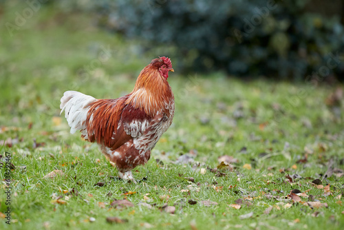 Red rooster in the grass