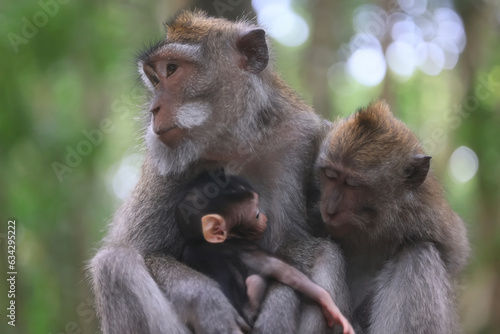 Canvas Print monkey family cleaning grooming wild park