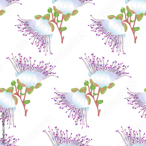 Caper, Capparis spinosa, Flinders rose - vector seamless pattern. Can be used for card, wedding templates.