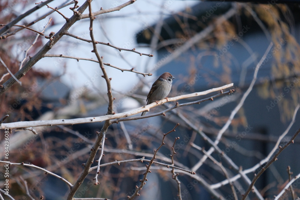 sparrow on a branch sparrow on a branch