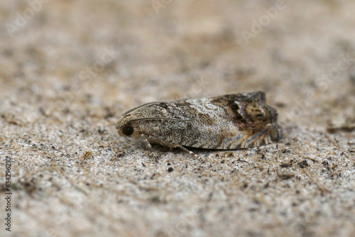 Closeup on the brown, chestnut tortrix, marbled piercer micro moth, Cydia splendana sitting on wood