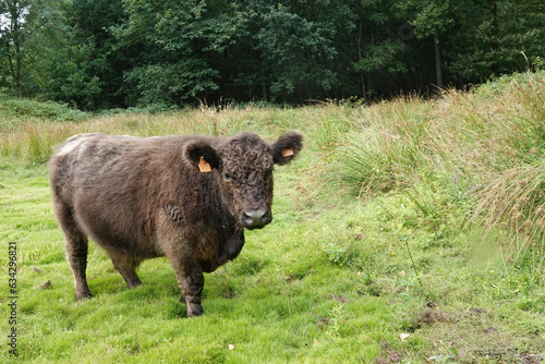 Принти на полотні A brown, furry , gentle and docile cow of the Scottish native Galloway cattle br