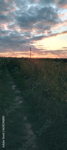 Field © Ivanka