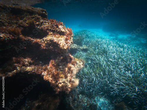 Calabria, August 2023: underwater shot in a crystal clear Caribbean sea with colorful fish, jellyfish, reefs, poseidonia and starfish. Ideal for snorkelling
