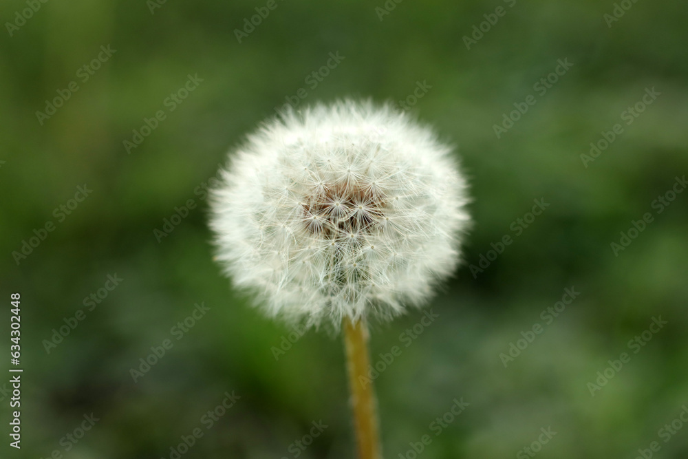 White dandelion flowers in green grass with blurred background White dandelion flowers in green grass with blurred background
