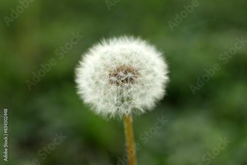 White dandelion flowers in green grass with blurred background