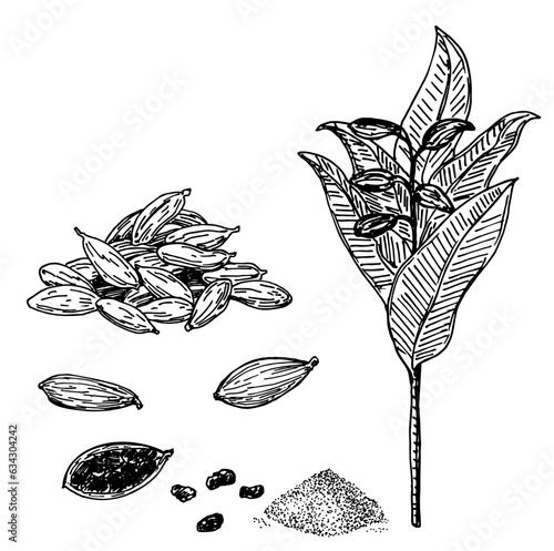 Cardamom set. Hand drawn engraving, ink, spices in sketch style. Ground cardamom, cardamom plant and grains. Vector botanical illustration isolated on white background.