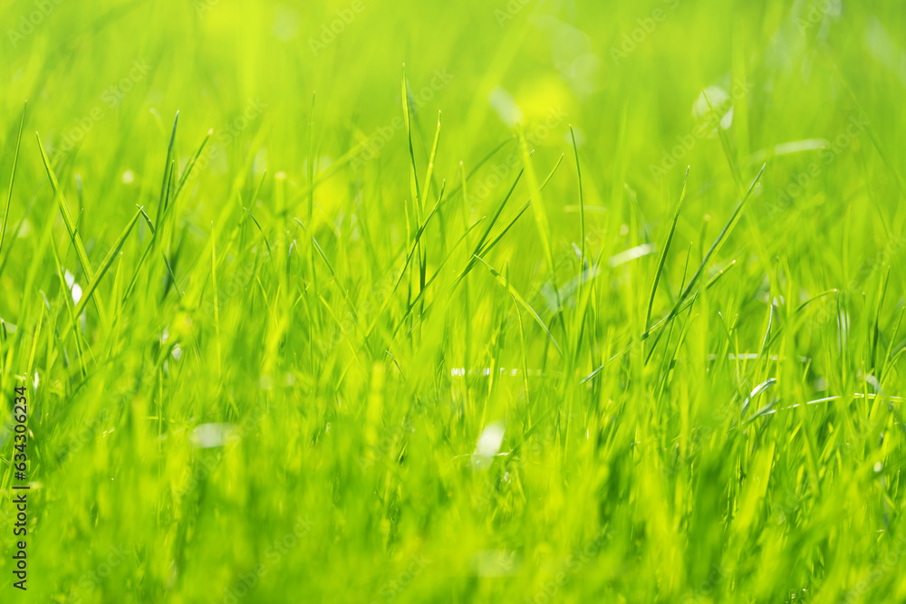 Obraz premium young green wheat shoots in a spring field, a cloudy day without sun