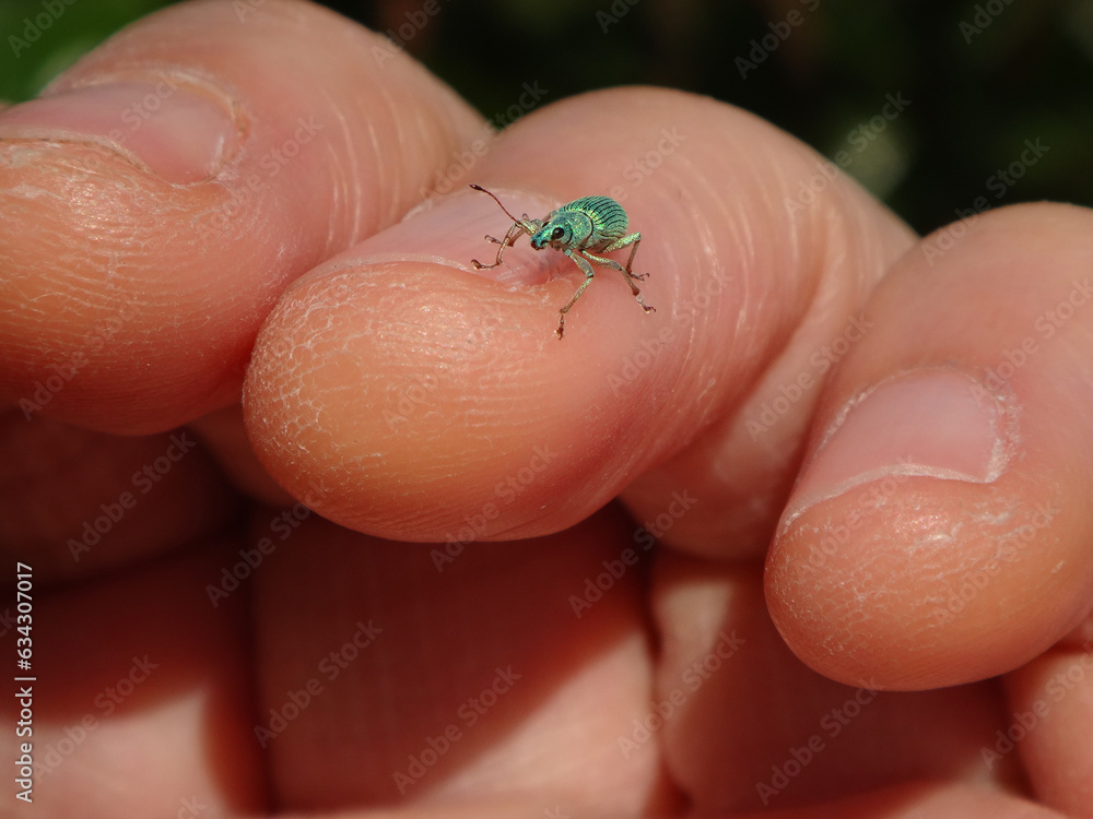 Small, green weevil beetle, green immigrant leaf weevil (Polydrusus formosus, Polydrusus splendidus) sitting on a human finger
