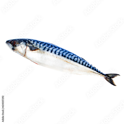 Atlantic mackerel on a white background