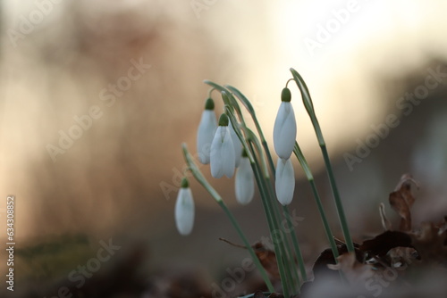 fiori di bucaneve nel bosco