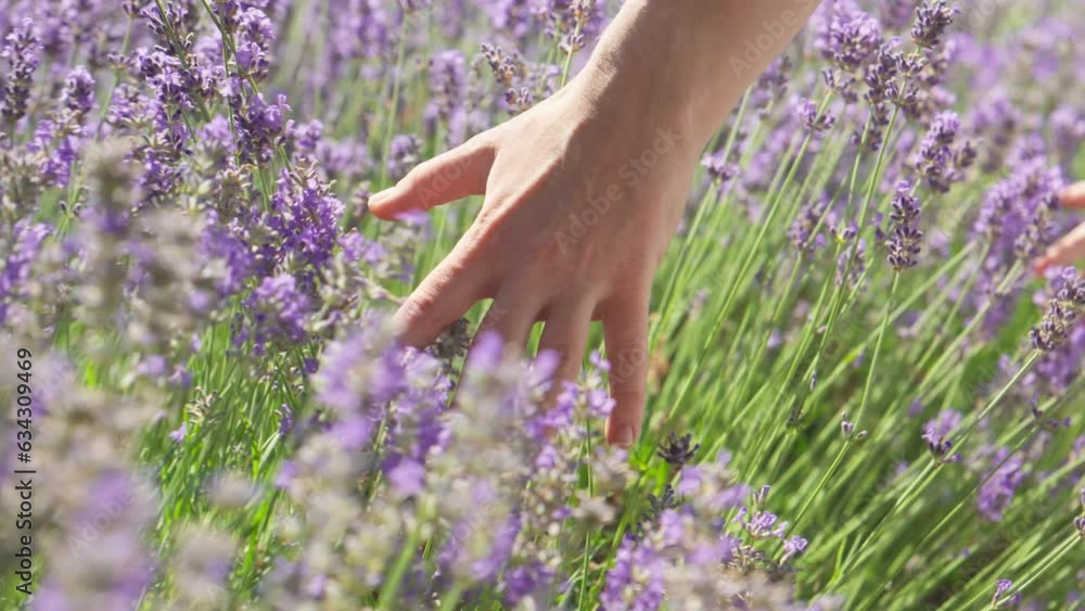 Hand of woman tenderly touches tops of lavender flower. Close-up of woman's hand walking through lavender field. Provence, summer, vacation. Young woman walking in field with lavender. 4K, UHD Hand of woman tenderly touches tops of lavender flower. Close-up of woman's hand walking through lavender field. Provence, summer, vacation. Young woman walking in field with lavender. 4K, UHD