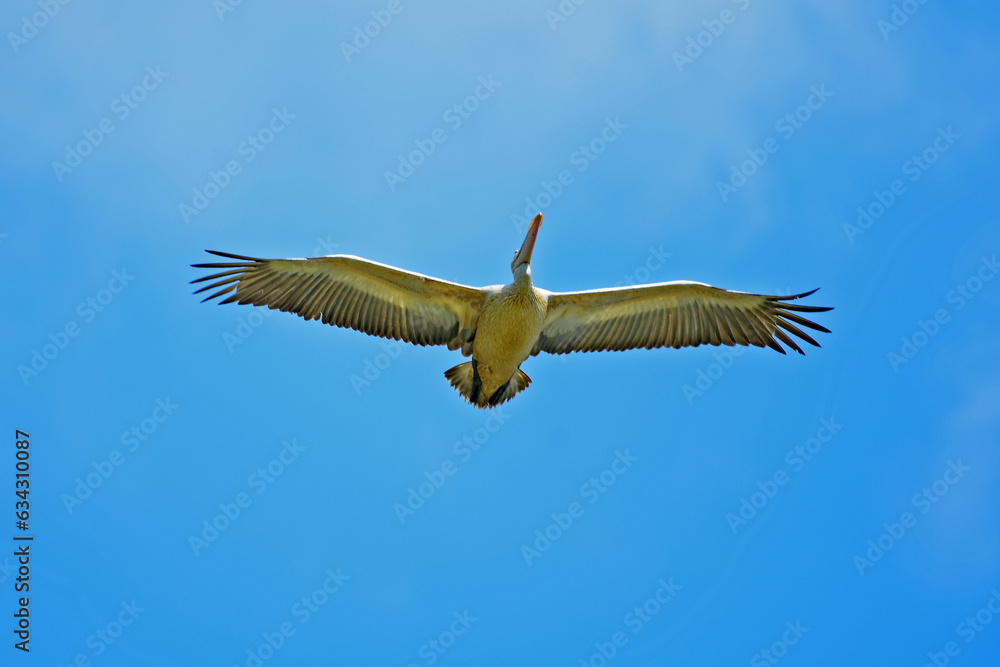 Pelican in flight against blue sky- bird photography. Pelican in flight against blue sky- bird photography.