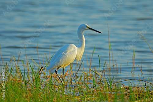 Little egret waiting for a fish at a marshy land closer to a lake - bird photography. © NC