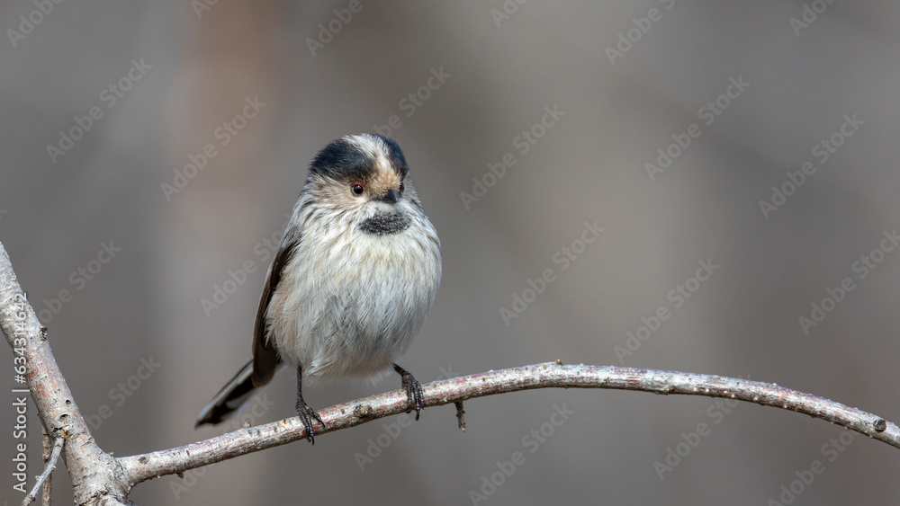 Naklejka premium Real wild life bird photographs i took in Türkiye.