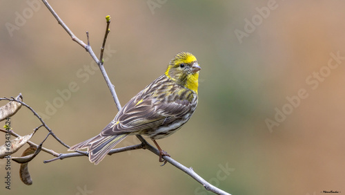 Canvas Print Real wild life bird photographs i took in Türkiye.