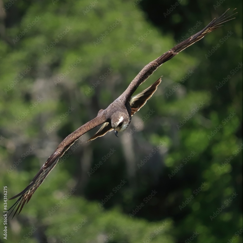 Endangered Snail Kite Kites Gainesville Paynes Prairie Preserve State Park Florida Endangered Snail Kite Kites Gainesville Paynes Prairie Preserve State Park Florida