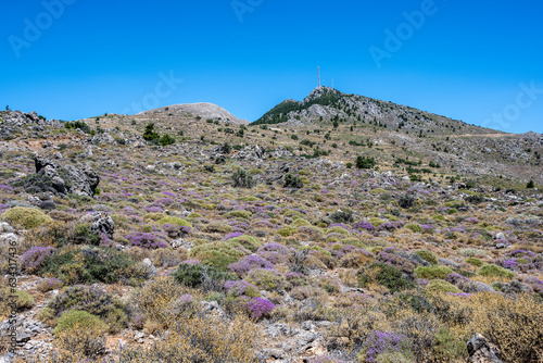 Panoramic view of the mountains of the Gorge and the Sea against the backdrop of purple flowers on the island of Crete Sunny Day