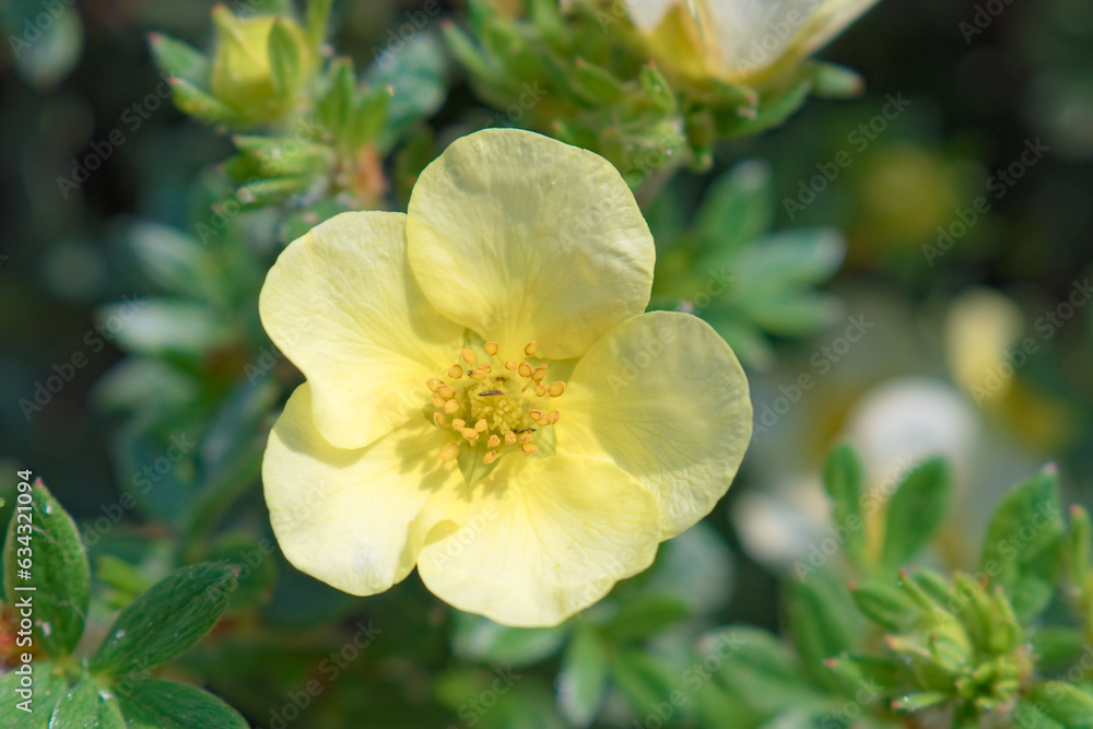 Dasiphora fruticosa flower in summer sunlight