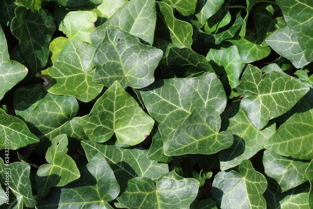 fresh green ivy leaves as natural background. top view. fresh green ivy leaves as natural background. top view.