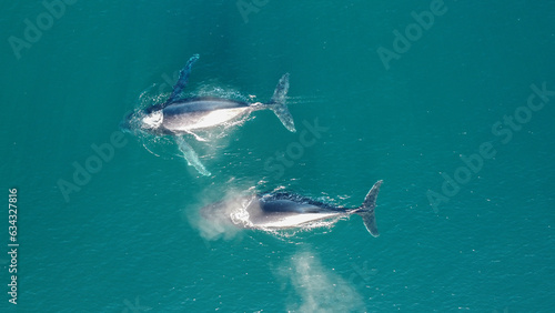 Two humpback whales migrating south breaching the oceans surface before diving back underwater, South Pacific Ocean, New South Wales Coast, Australia