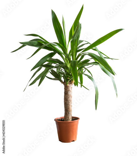 Potted yucca isolated on white background.