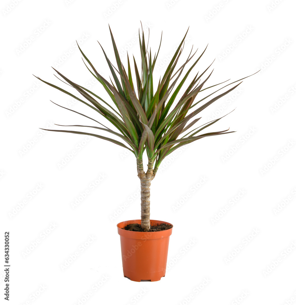 Dracaena potted isolated on white background. Dracaena potted isolated on white background.