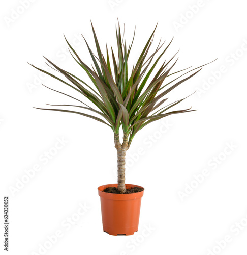 Dracaena potted isolated on white background.