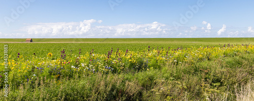 Agricultural field with floral edges in Pieterburen Het Hogeland in north Groningen in The Netherlands