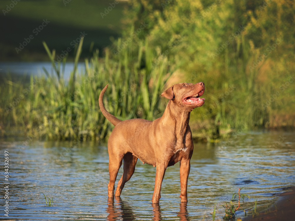 Cute dog swimming in the river on a clear, sunny day. Closeup, outdoors. Day light. Concept of care, education, obedience training and raising pets Cute dog swimming in the river on a clear, sunny day. Closeup, outdoors. Day light. Concept of care, education, obedience training and raising pets