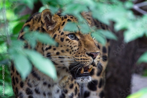leopard in the tree