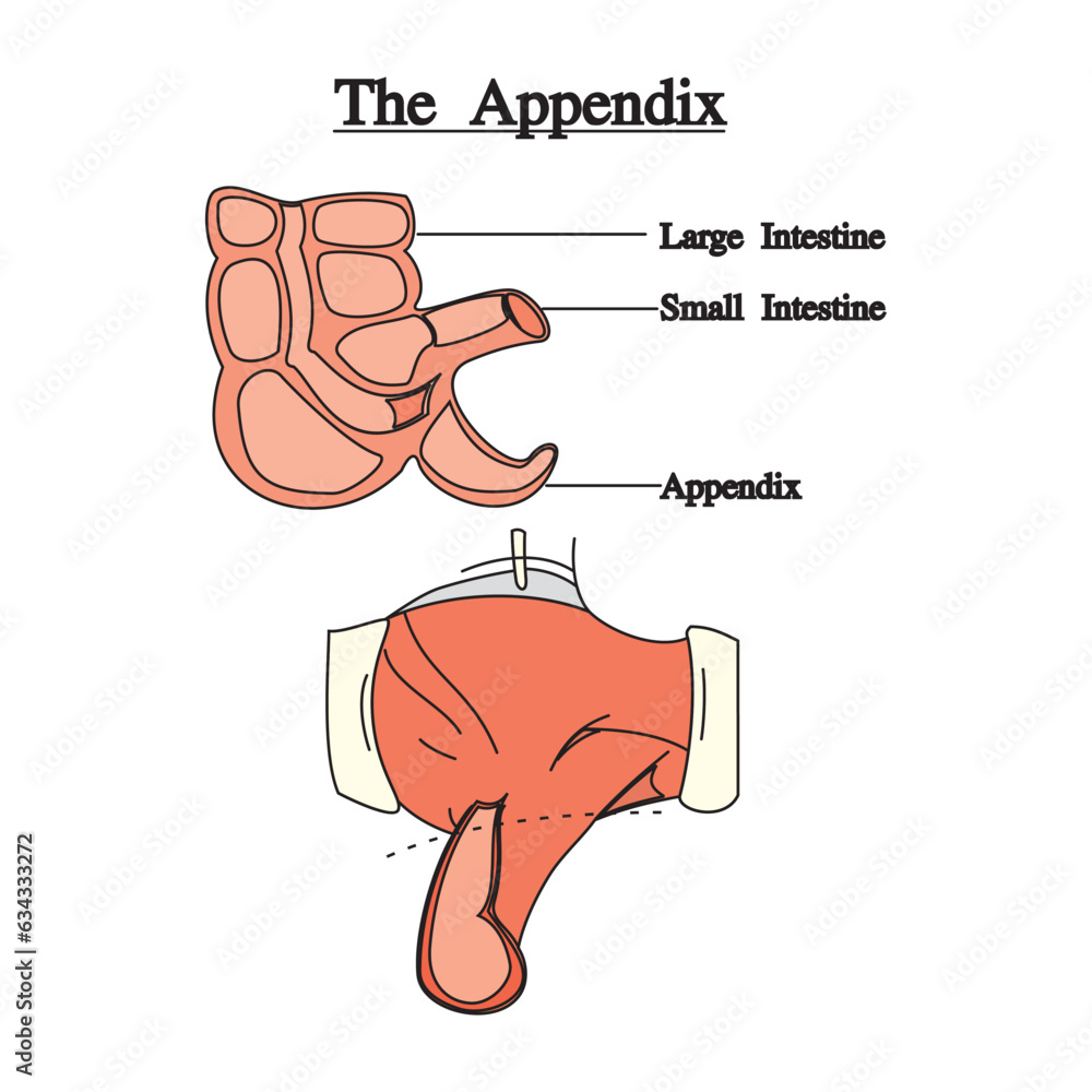 Anatomy of the human digestive system with description of the ...