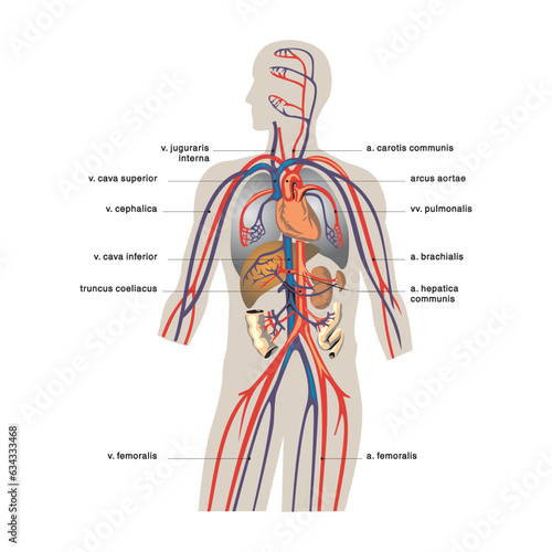 Anatomy of the human digestive system with description of the corresponding internal parts. Anatomical vector illustration in flat style isolated over white background.
