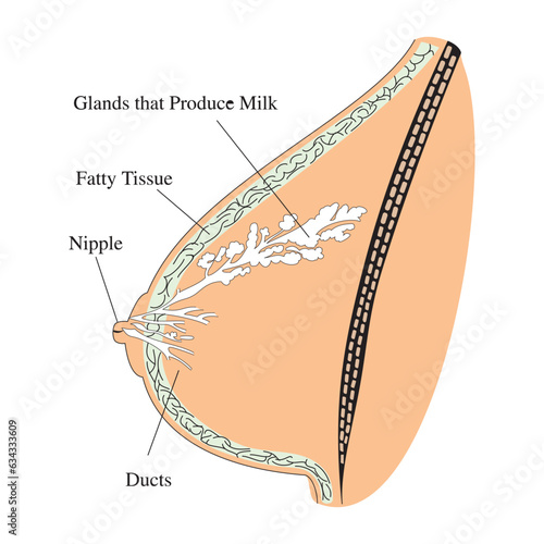 Anatomy of the human digestive system with description of the corresponding internal parts. Anatomical vector illustration in flat style isolated over white background.
