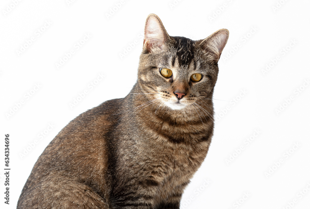 Isolated tricolor cat with yellow eyes looking aside on white background