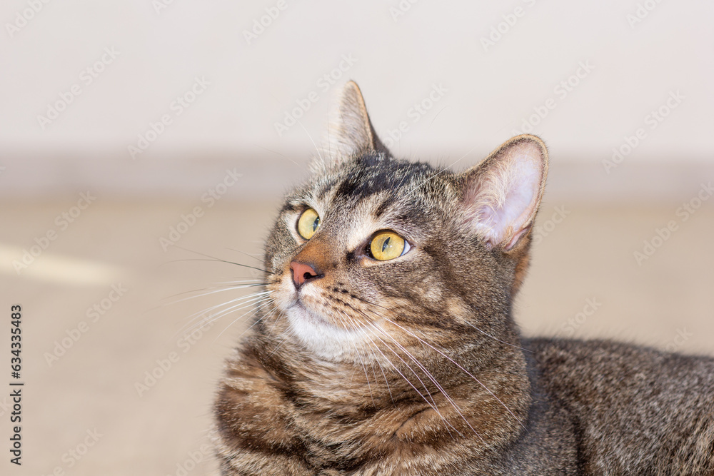 Full size of cat looking aside on gray background