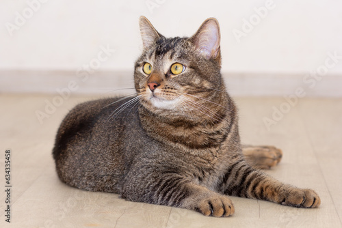 Full length of lying cat looking aside on gray background