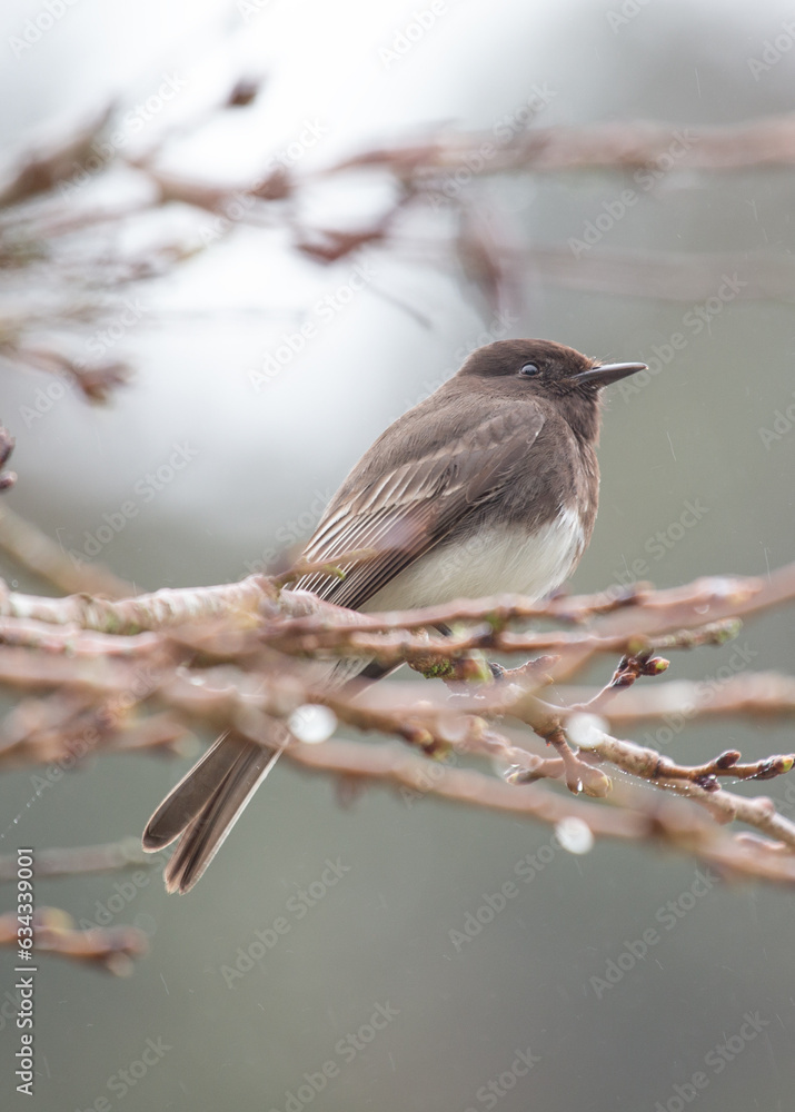 Naklejka premium Graceful Black Phoebe (Sayornis nigricans)