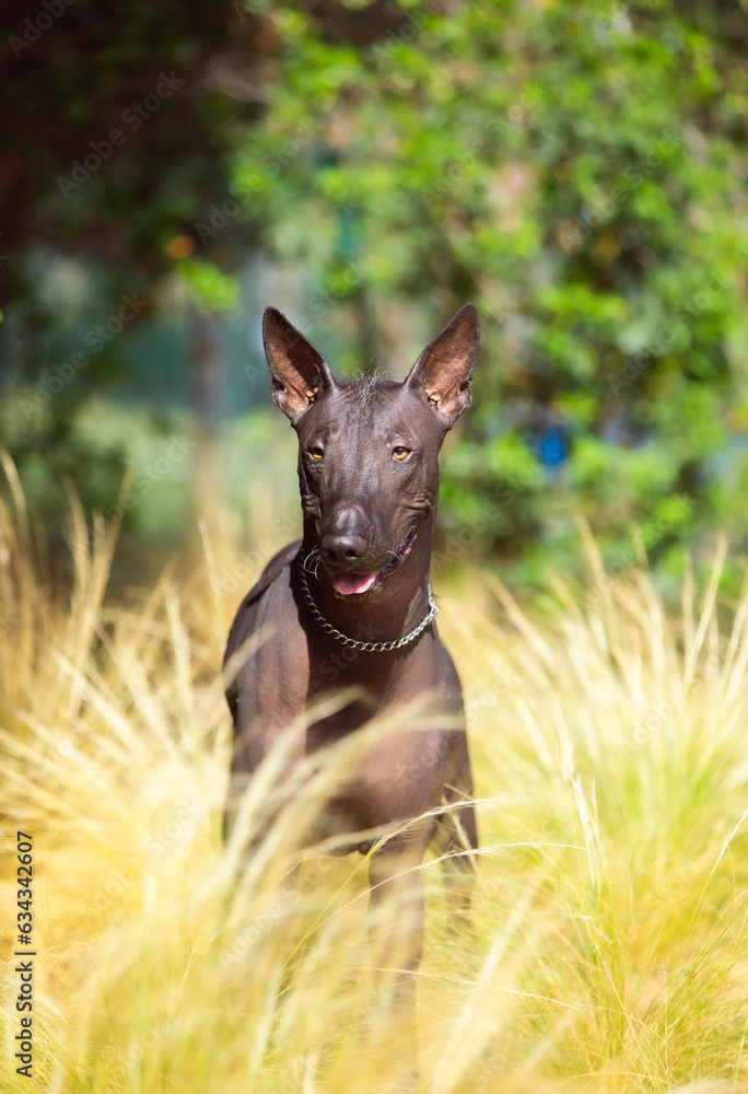 Portrait of one Mexican Hairless Dog (xoloitzcuintle, Xolo) in a park on a background of green trees Portrait of one Mexican Hairless Dog (xoloitzcuintle, Xolo) in a park on a background of green trees