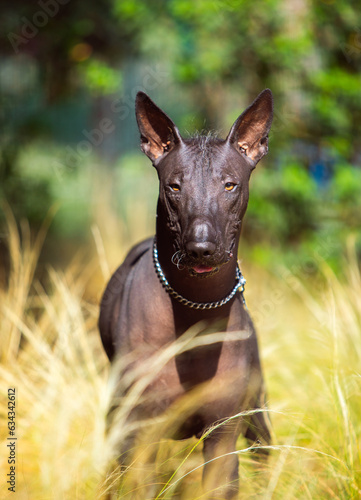 Portrait of one Mexican Hairless Dog (xoloitzcuintle, Xolo) in a park on a background of green trees