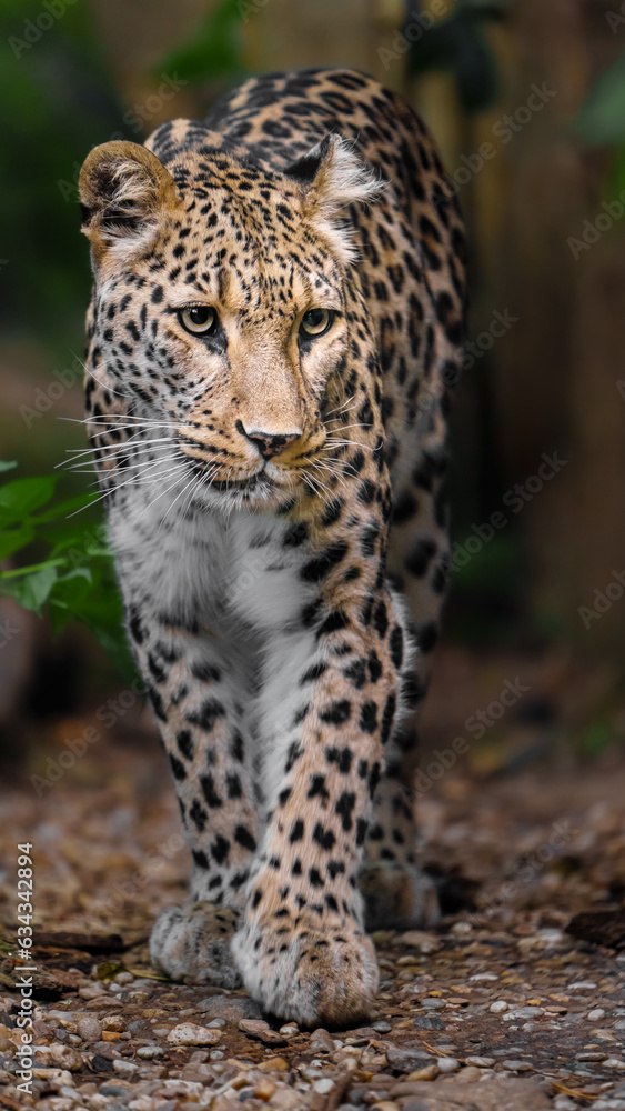 Portrait of Persian leopard in zoo Portrait of Persian leopard in zoo