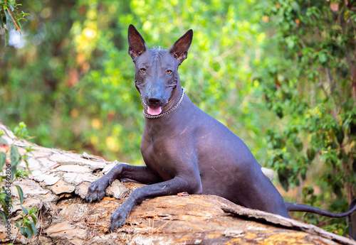 Portrait of one Mexican Hairless Dog  xoloitzcuintle  Xolo  in a park on a background of green trees
